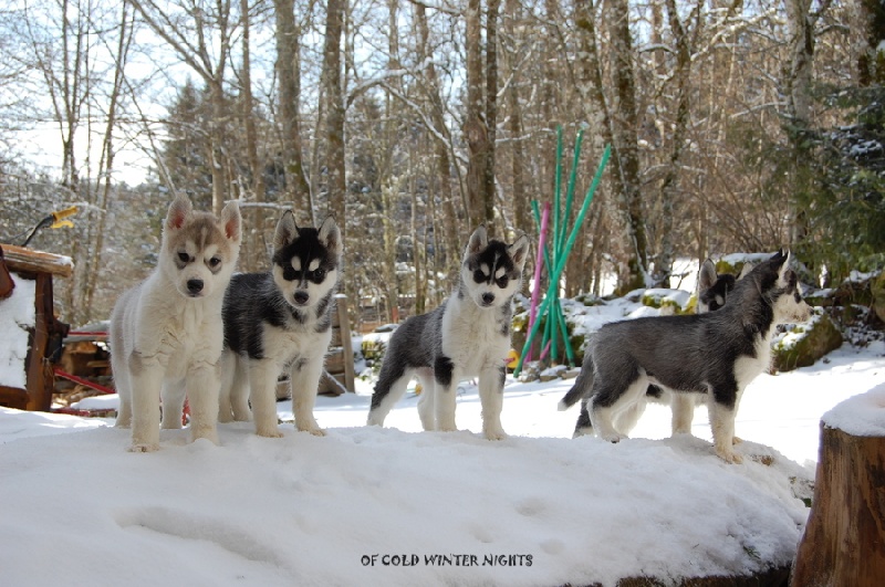 Of cold winter nights - Siberian Husky - Portée née le 25/01/2013