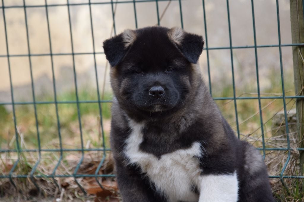 Of cold winter nights - Chiots disponibles - Akita americain