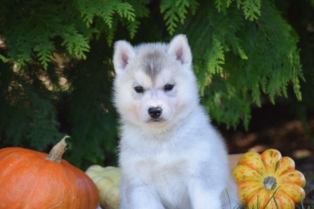 Of cold winter nights - Siberian Husky - Portée née le 24/09/2020