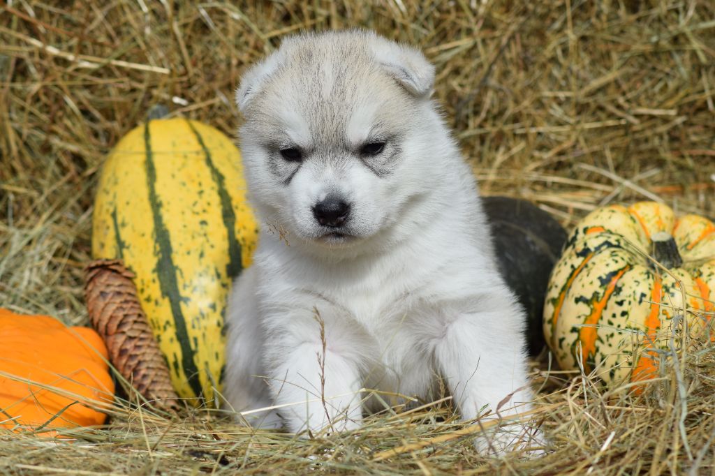 Of cold winter nights - Siberian Husky - Portée née le 13/09/2021