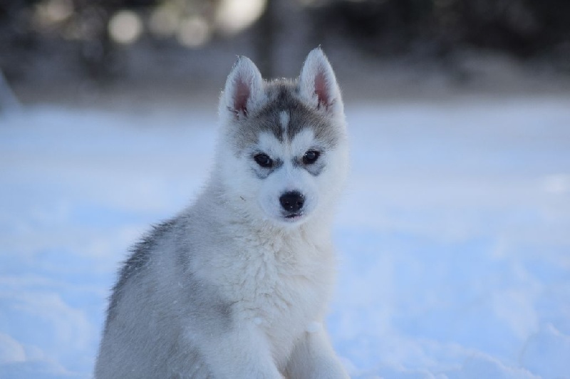 Of cold winter nights - Siberian Husky - Portée née le 03/12/2014