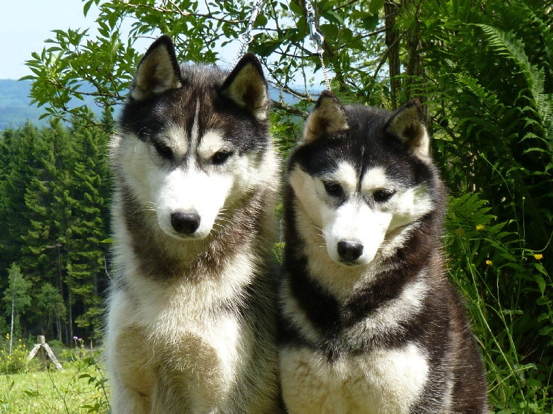 Of cold winter nights - Siberian Husky - Portée née le 28/08/2010