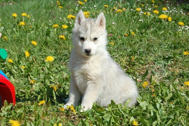 Of cold winter nights - Siberian Husky - Portée née le 28/02/2010