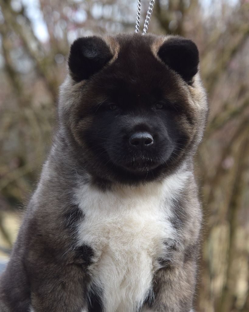 Of cold winter nights - Chiots disponibles - Akita americain