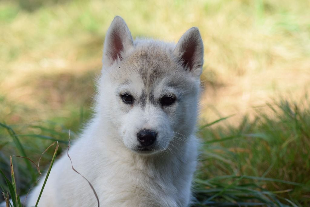 Of cold winter nights - Siberian Husky - Portée née le 01/08/2017