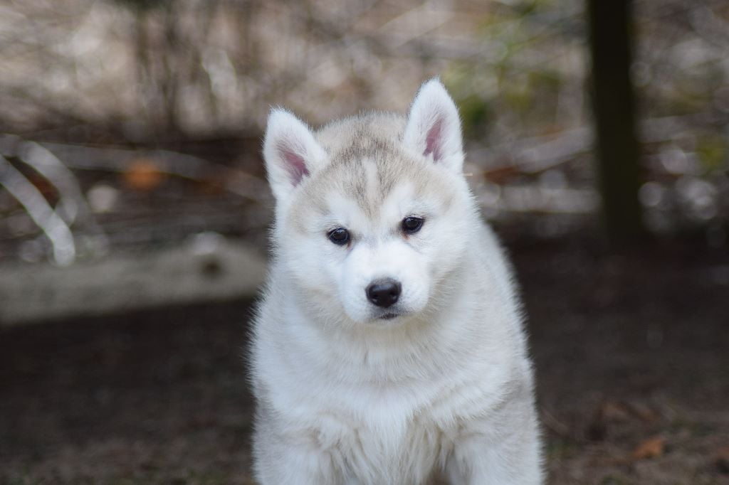 Of cold winter nights - Siberian Husky - Portée née le 05/02/2018