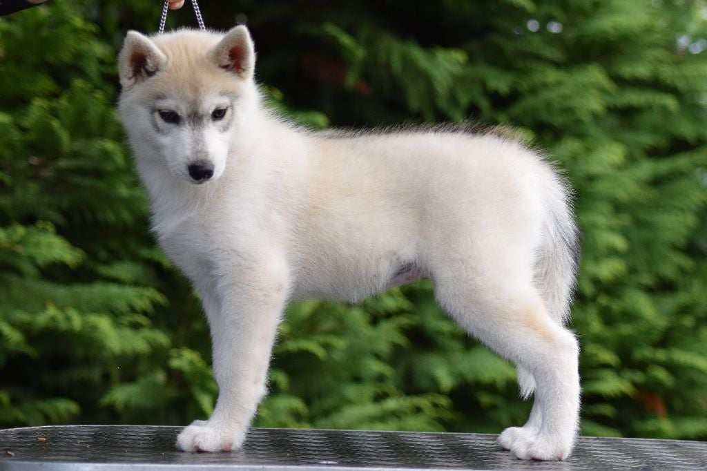 Of cold winter nights - Siberian Husky - Portée née le 11/07/2018