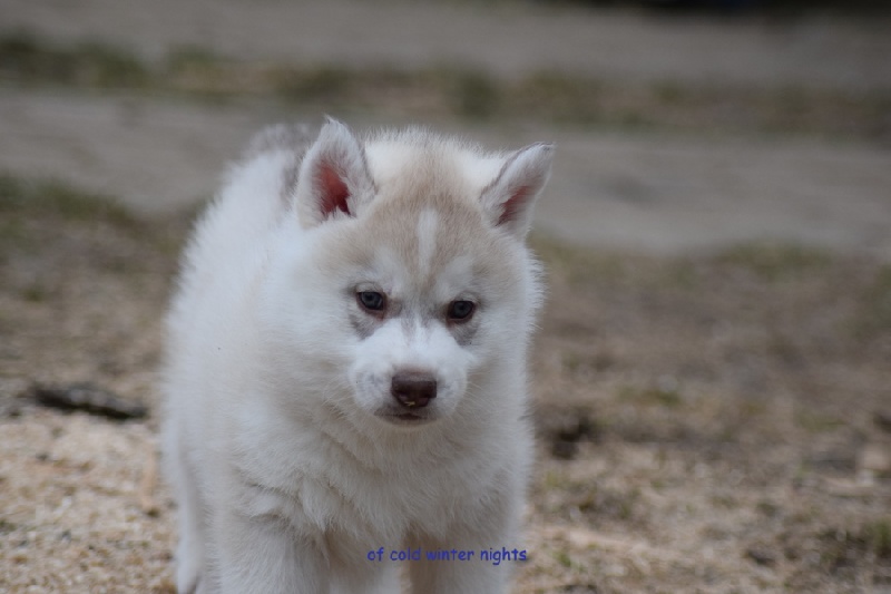 Of cold winter nights - Siberian Husky - Portée née le 17/01/2014