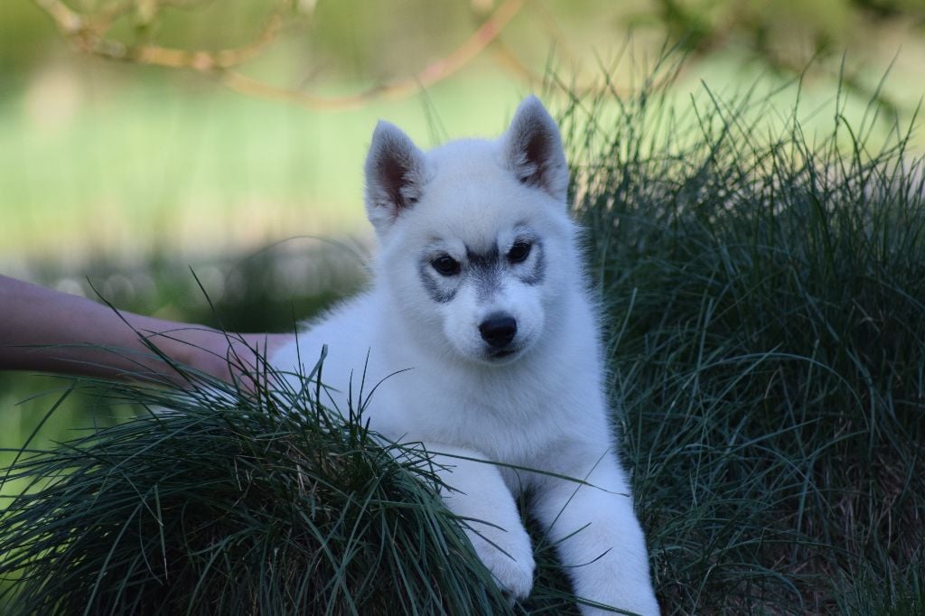 Of cold winter nights - Siberian Husky - Portée née le 21/02/2017