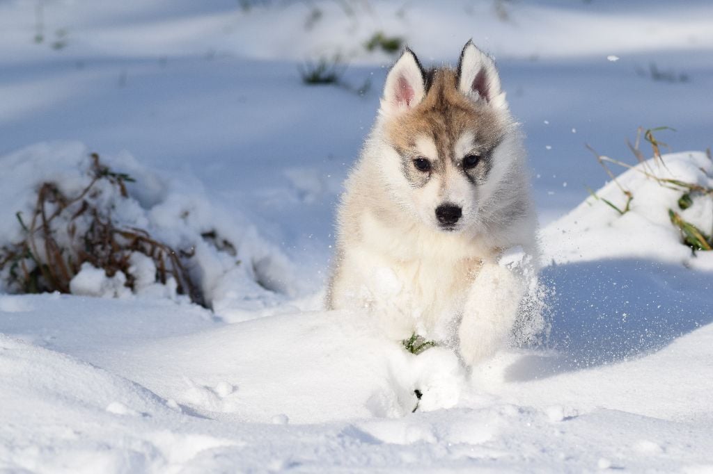 Of cold winter nights - Siberian Husky - Portée née le 25/09/2017