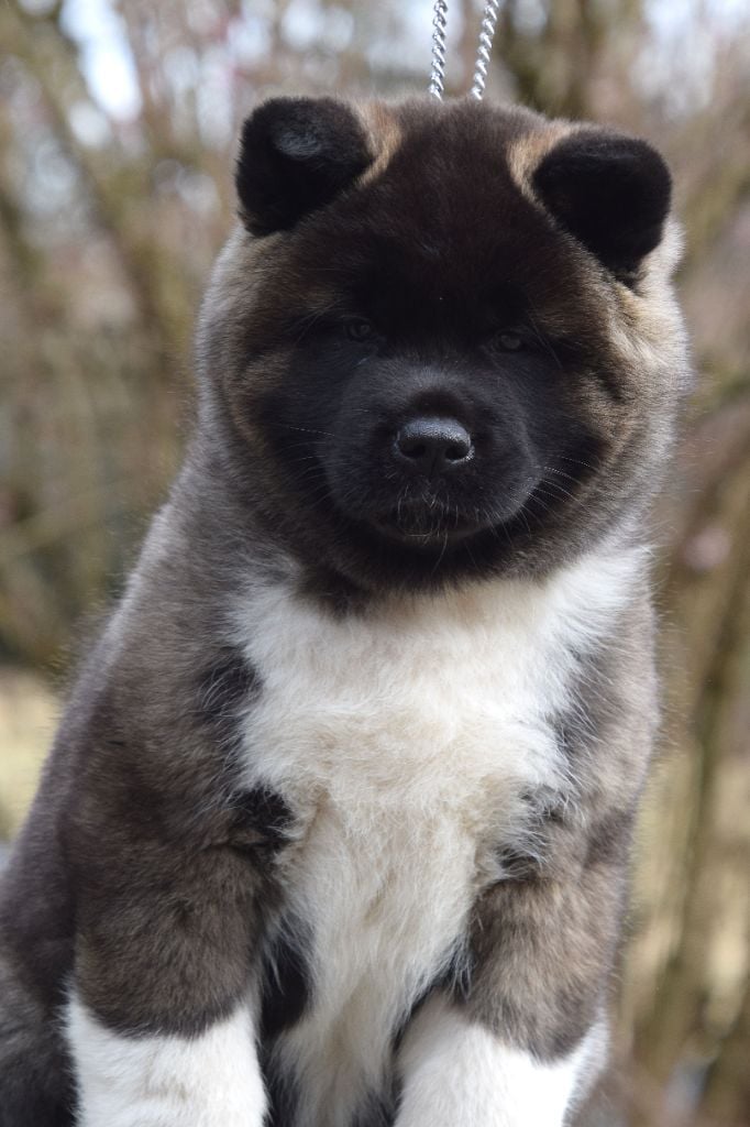 Chiot Akita americain Of cold winter nights