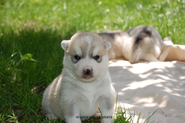 Of cold winter nights - Siberian Husky - Portée née le 05/06/2013