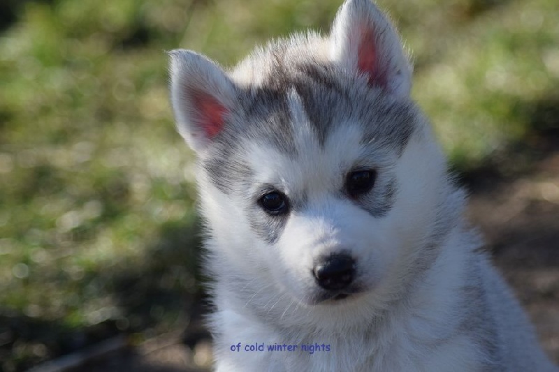 Of cold winter nights - Siberian Husky - Portée née le 29/11/2014