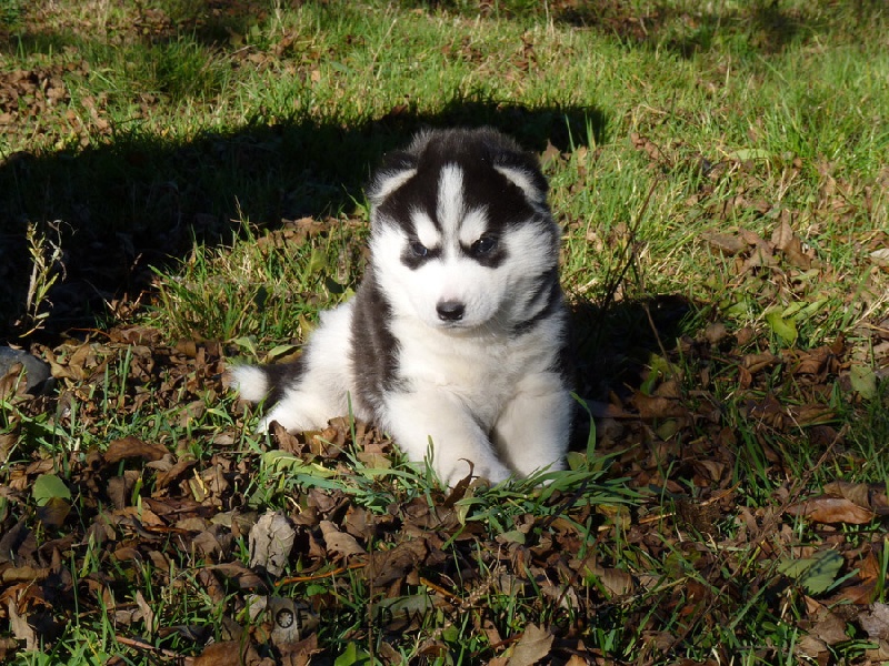 Of cold winter nights - Siberian Husky - Portée née le 28/09/2011