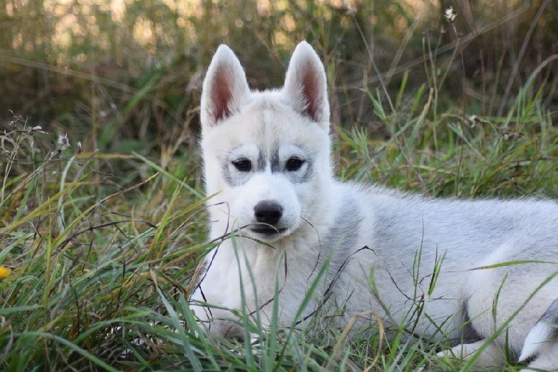 Of cold winter nights - Siberian Husky - Portée née le 22/07/2016