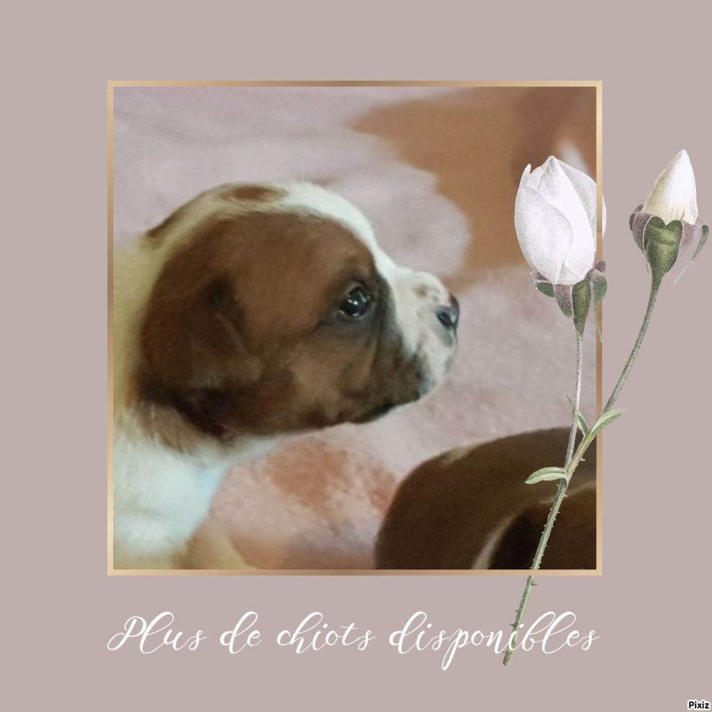 De sand-pam - Plus de chiots disponibles