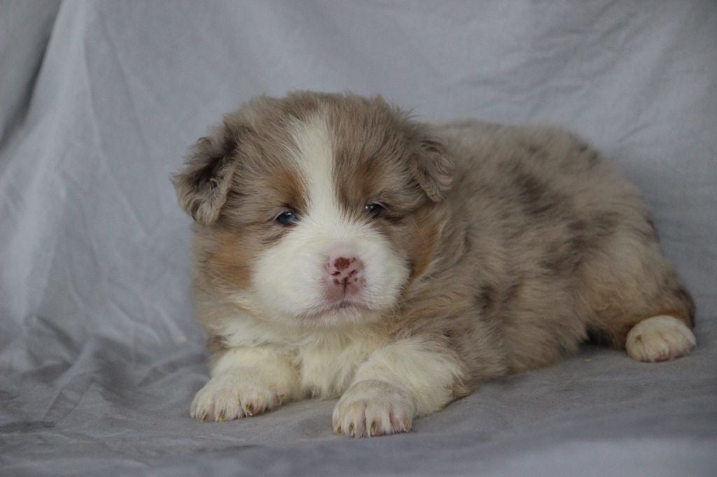 Magnifiques bébés Berger Américain miniatures