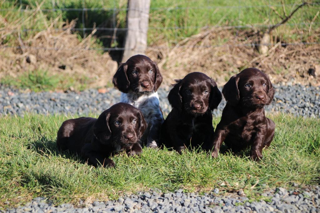 Chiot Chien d'Oysel allemand Des sources sacrees