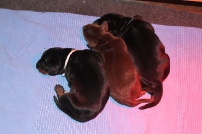 Von Bolcanstern - Puppies