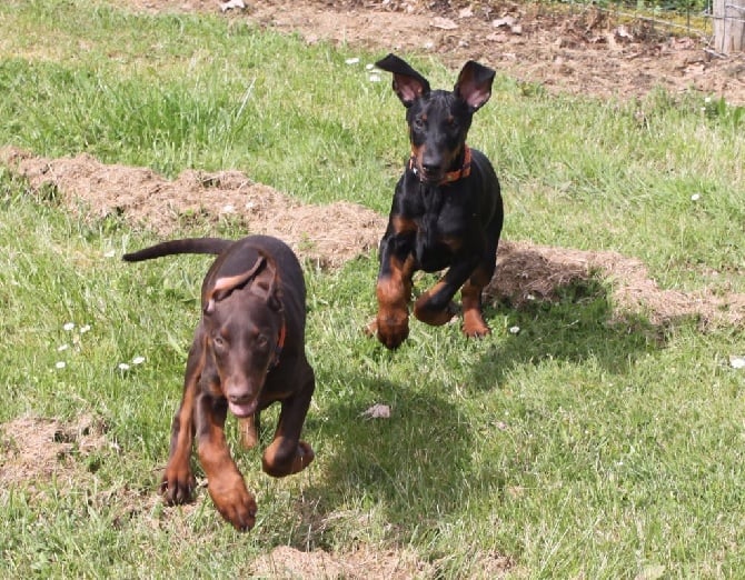 Von Bolcanstern - CACIB Marmande 22 Mai 2016