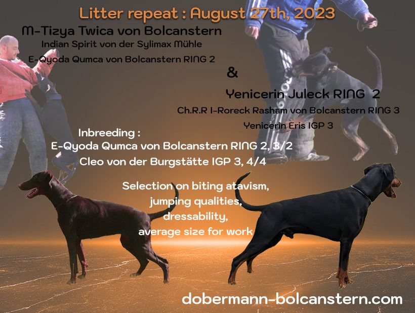 Chiot Dobermann Von Bolcanstern