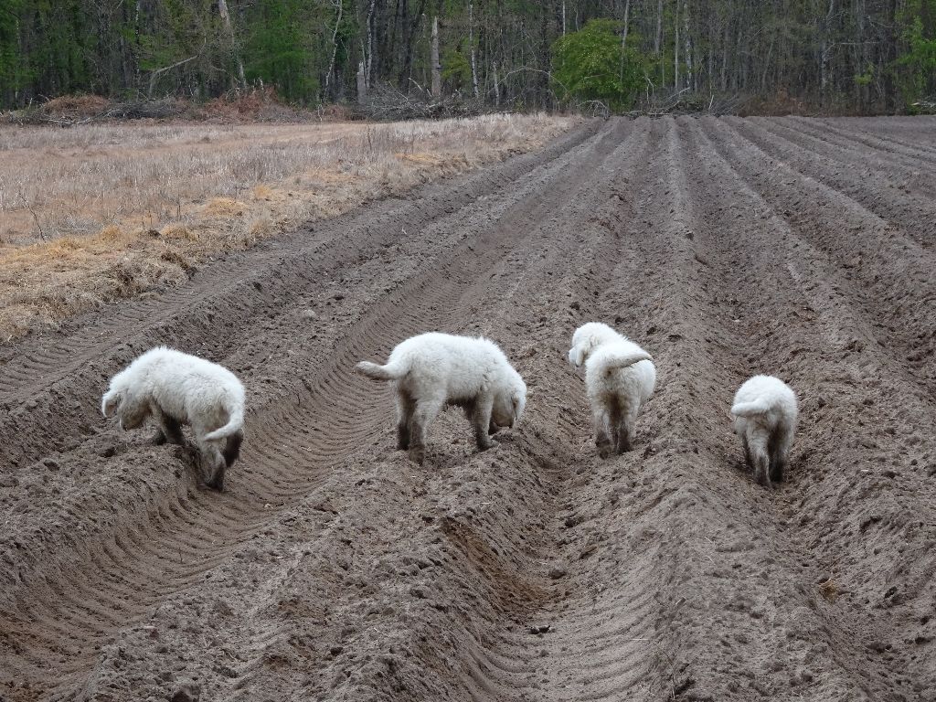 des Arcanes D'Hermes - La vie de nos chiots ...ballade dans la forêt