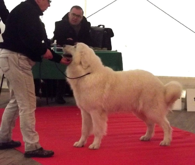 des Arcanes D'Hermes - O'Puce à l'exposition de Bourges 2015