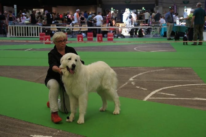 des Arcanes D'Hermes - Championnat de France Dijon 