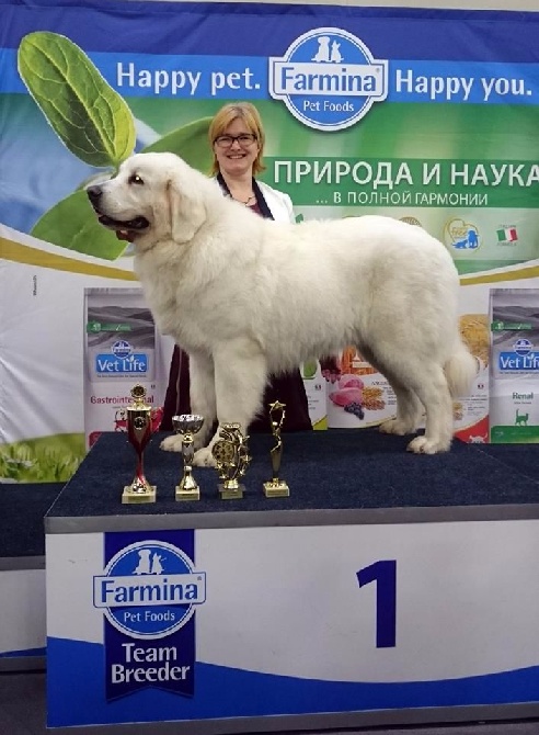 des Arcanes D'Hermes - Marquis jeune Champion Russe à 9 mois 