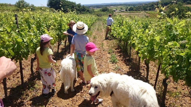 des Arcanes D'Hermes - Nos petits dans les vignobles d'Allegria