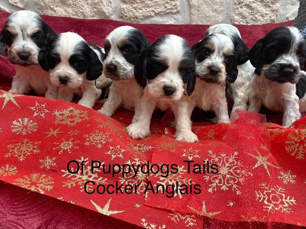 Naissance 7 chiots Cockers Anglais 