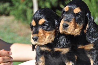 Nos Chiots Cocker Anglaises