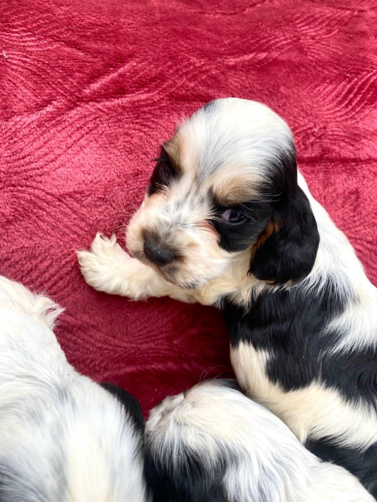 of Puppydogs Tails - Chiots disponibles - Cocker Spaniel Anglais