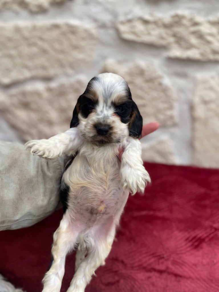 of Puppydogs Tails - Chiots disponibles - Cocker Spaniel Anglais