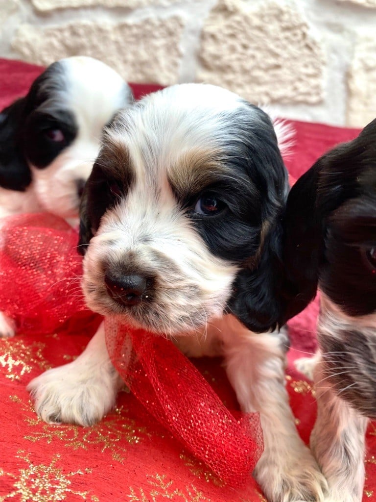 of Puppydogs Tails - Chiots disponibles - Cocker Spaniel Anglais