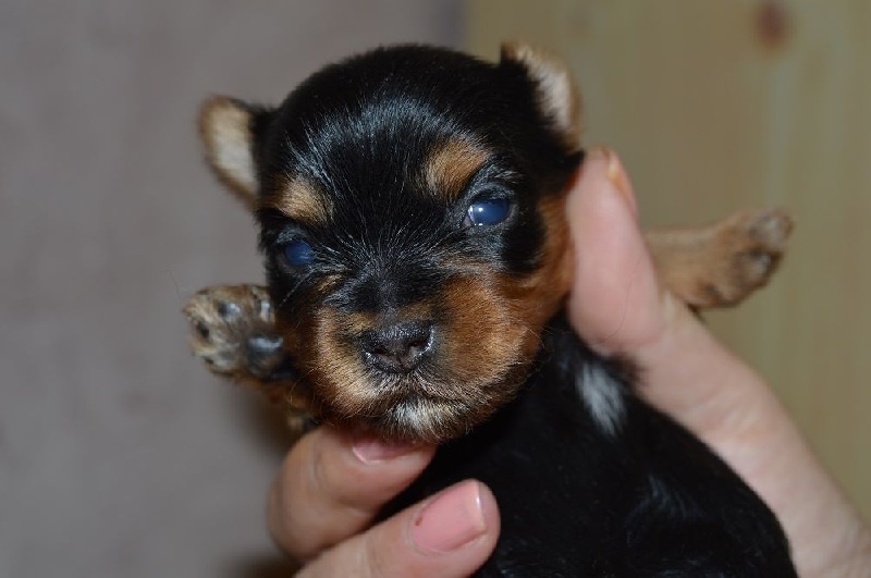 Des loups de la toundra - Yorkshire Terrier - Portée née le 15/02/2016