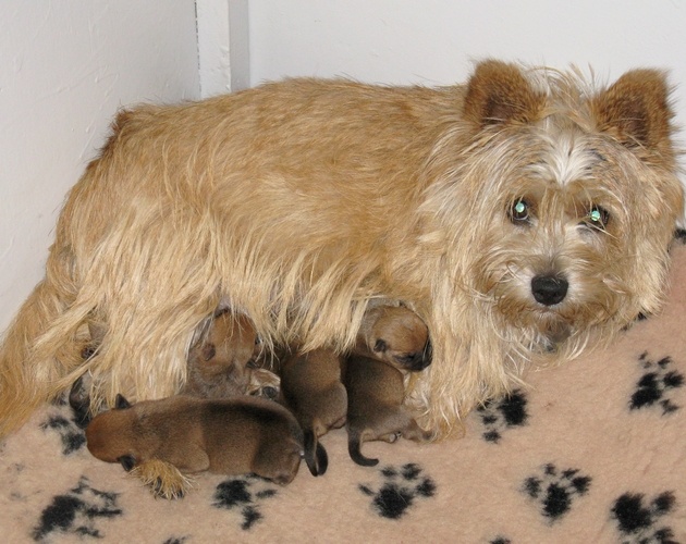 Des vignes bleues - Norwich Terrier - Portée née le 09/05/2010