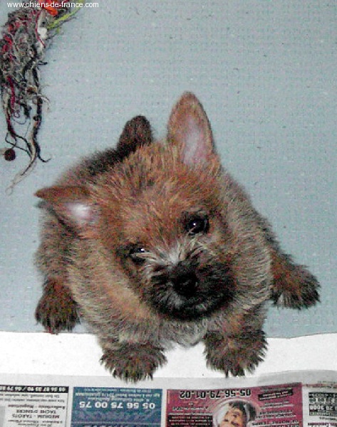 Des vignes bleues - Norwich Terrier - Portée née le 22/06/2006