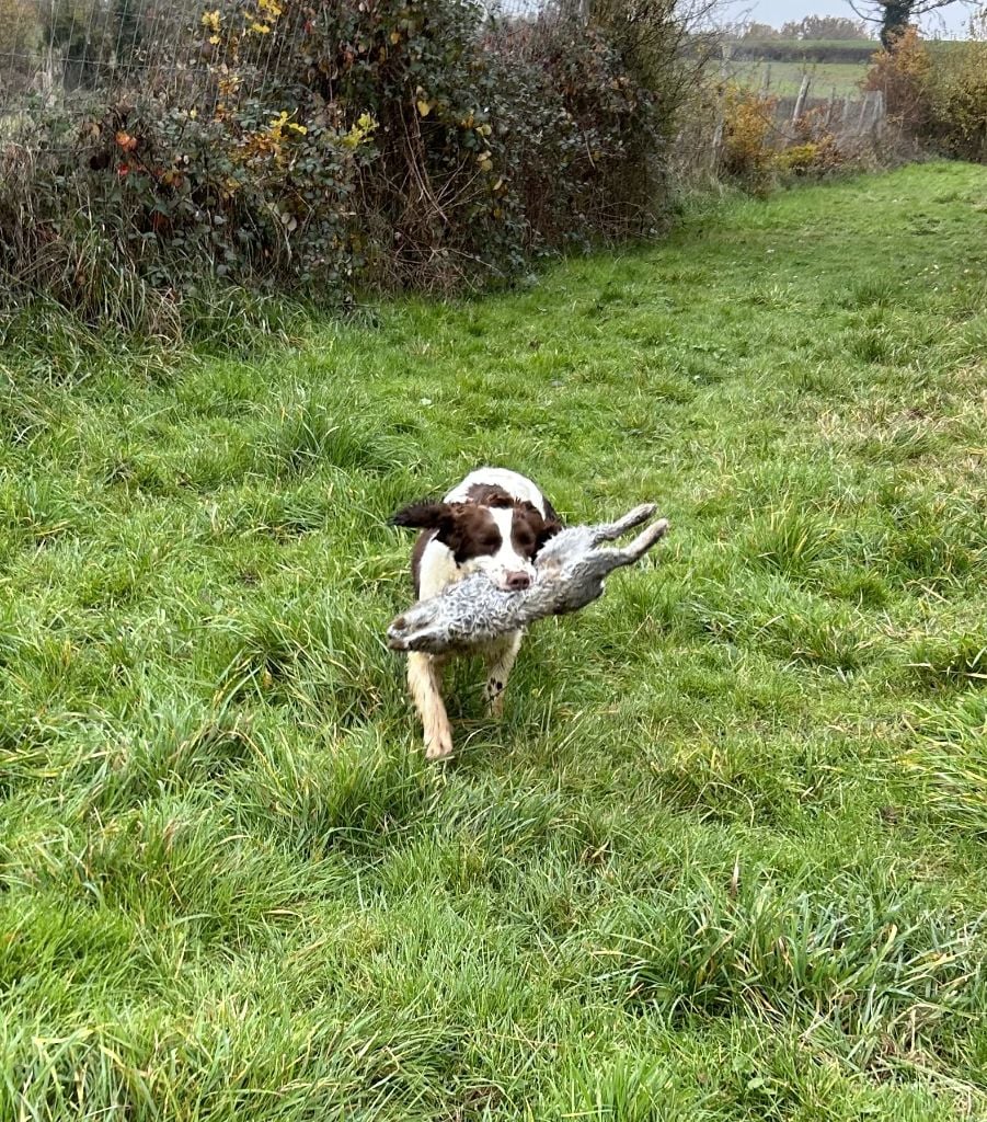 des Etangs de Dame Blanche - DRESSAGE CHASSE