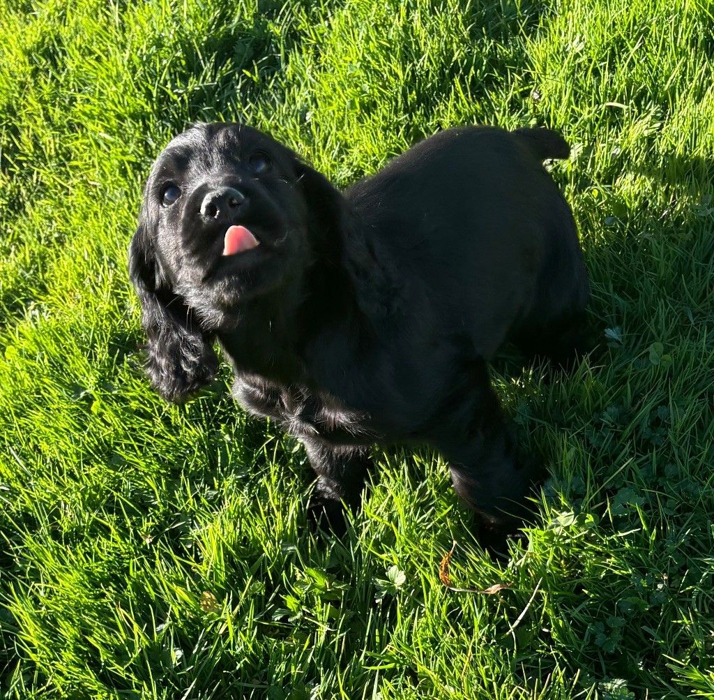 des Etangs de Dame Blanche - COCKER ANGLAIS Chiots disponible à la réservation