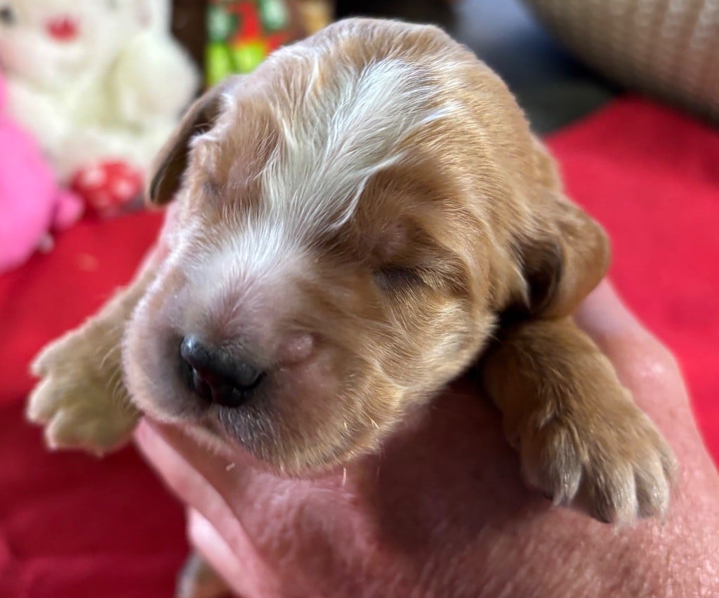 des Etangs de Dame Blanche - Chiots disponibles - Cocker Spaniel Anglais