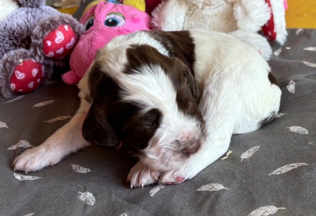 des Etangs de Dame Blanche - Chiots disponibles - English Springer Spaniel