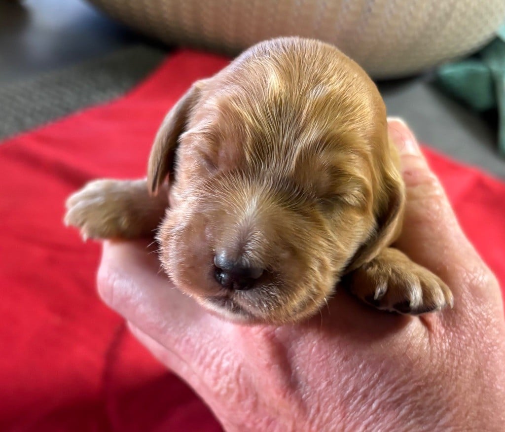 des Etangs de Dame Blanche - Chiots disponibles - Cocker Spaniel Anglais