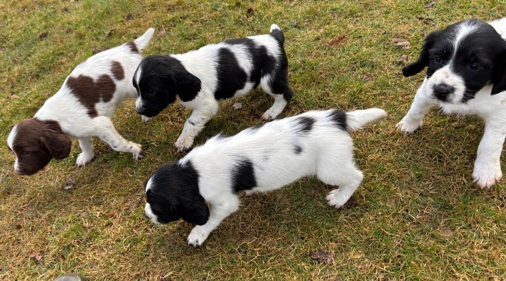 Chiot English Springer Spaniel des Etangs de Dame Blanche