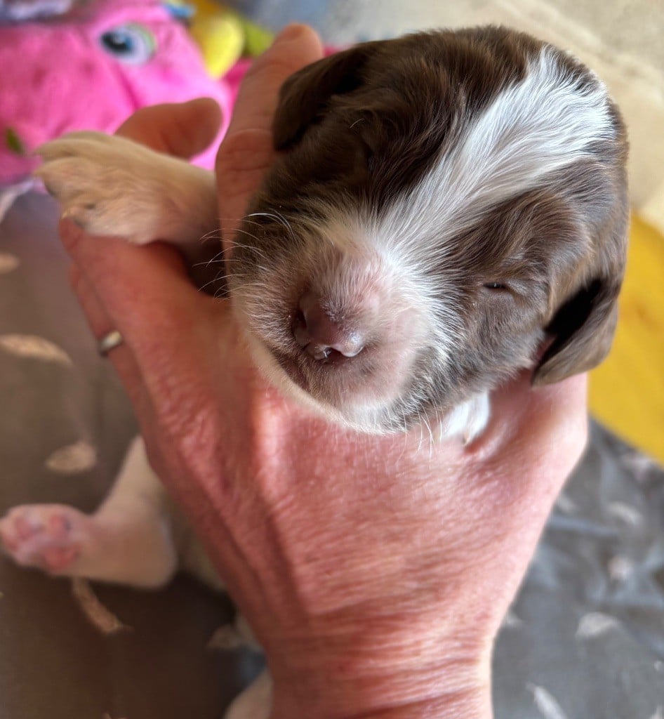 des Etangs de Dame Blanche - Chiots disponibles - English Springer Spaniel