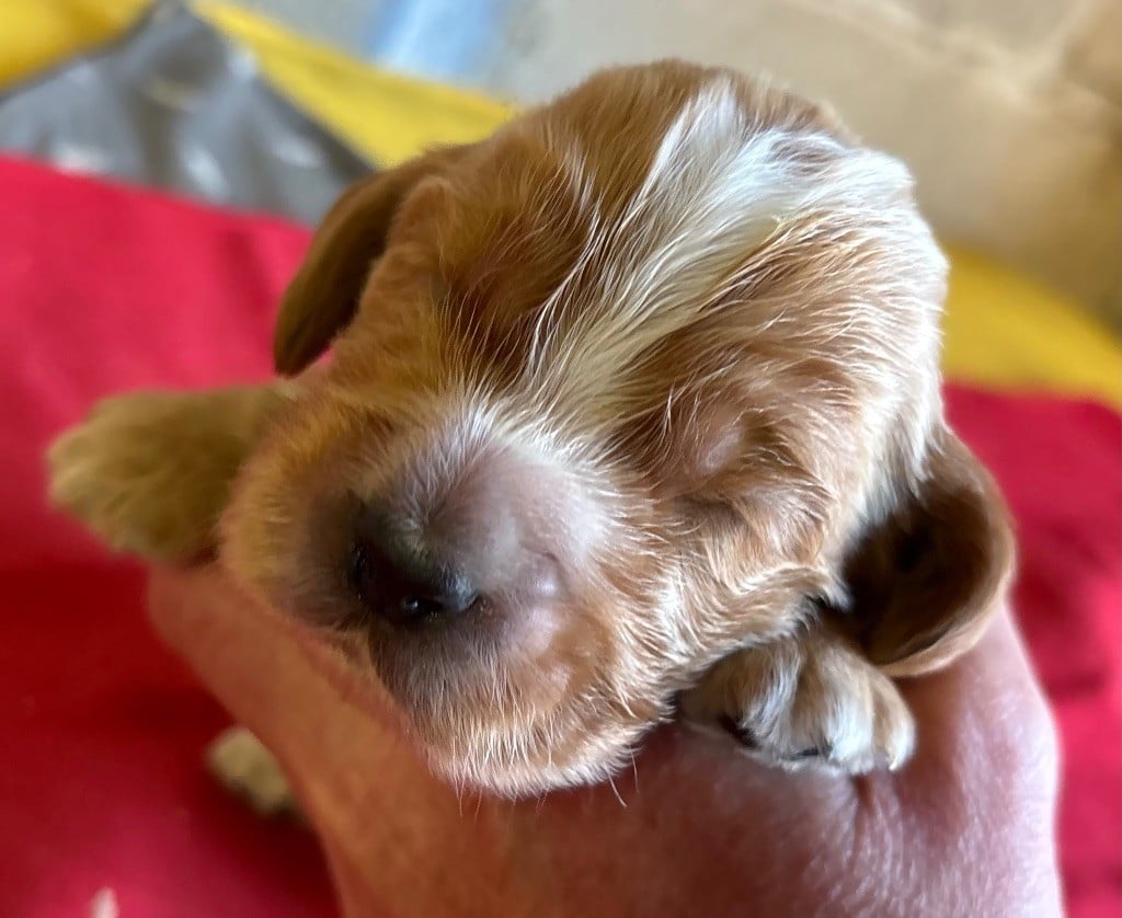 des Etangs de Dame Blanche - Chiots disponibles - Cocker Spaniel Anglais