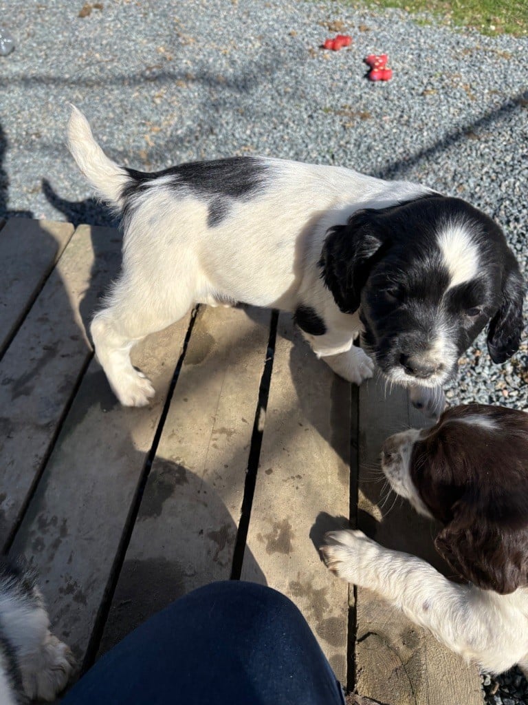 des Etangs de Dame Blanche - Chiots disponibles - English Springer Spaniel