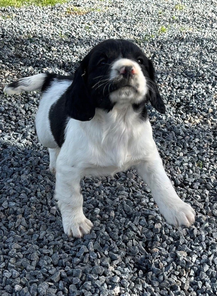 des Etangs de Dame Blanche - Chiots disponibles - English Springer Spaniel