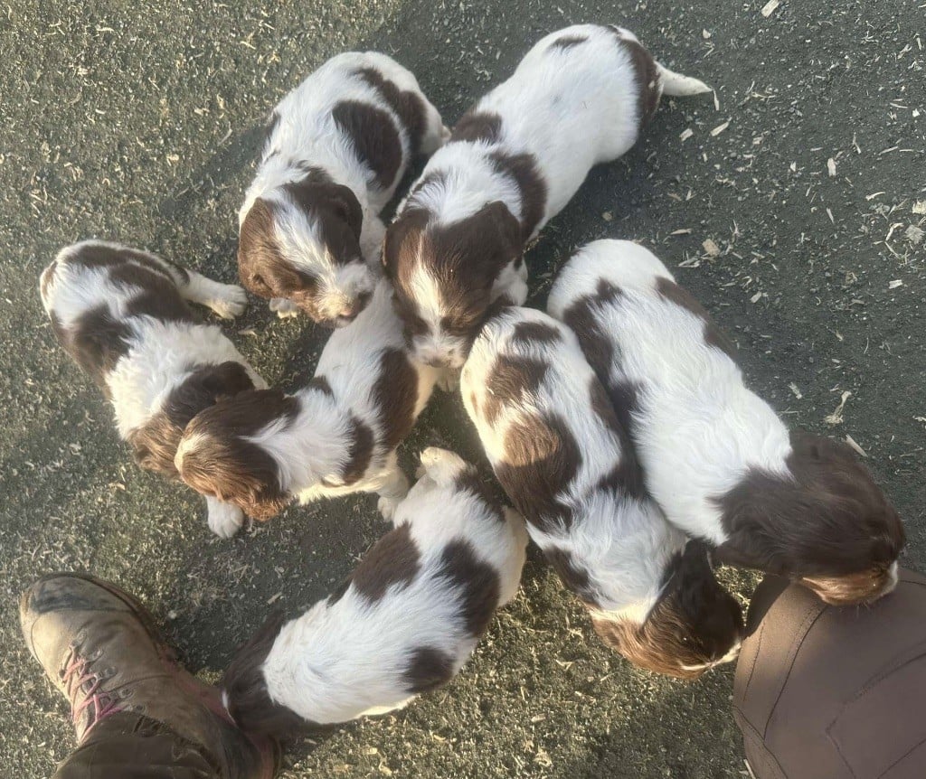 des Etangs de Dame Blanche - English Springer Spaniel - Portée née le 30/01/2025