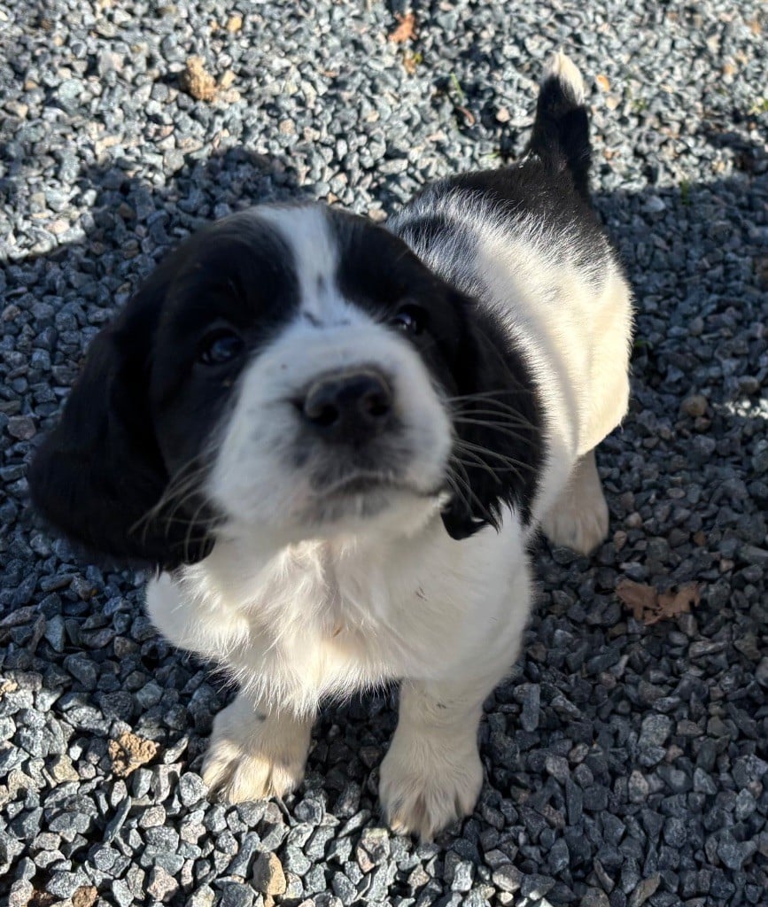 des Etangs de Dame Blanche - Chiots disponibles - English Springer Spaniel